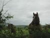 Horses in Boulteen 2_thumb.jpg 2.0K